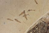 Museum Quality Paddlefish Fossil (Crossopholis) - Wyoming #254199-5